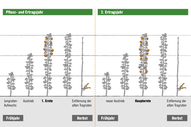 Anbau- und Ertragsjahr Grafik mit Wachstumsschritten von Himbeerpflanzen