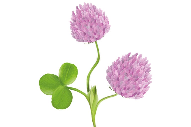 Klee mit drei Blättern und Blüte