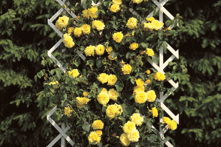 Gelbe Rosen, die an einer Rankhilfe wachsen.