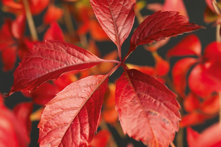 Detailaufnahme eines blutroten Blattes einer Kletterpflanze im Herbst