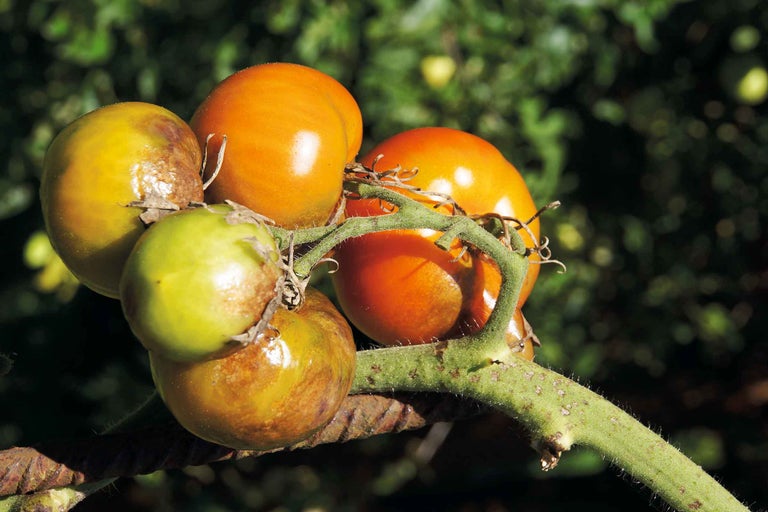 Reife und unreife Tomaten an einer Pflanze
