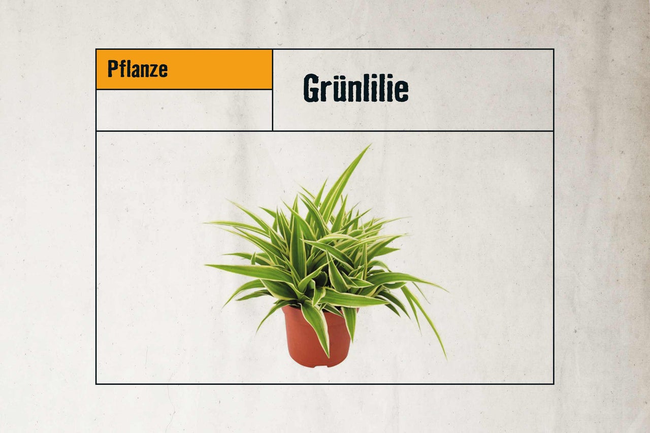 Grünlilie im Topf