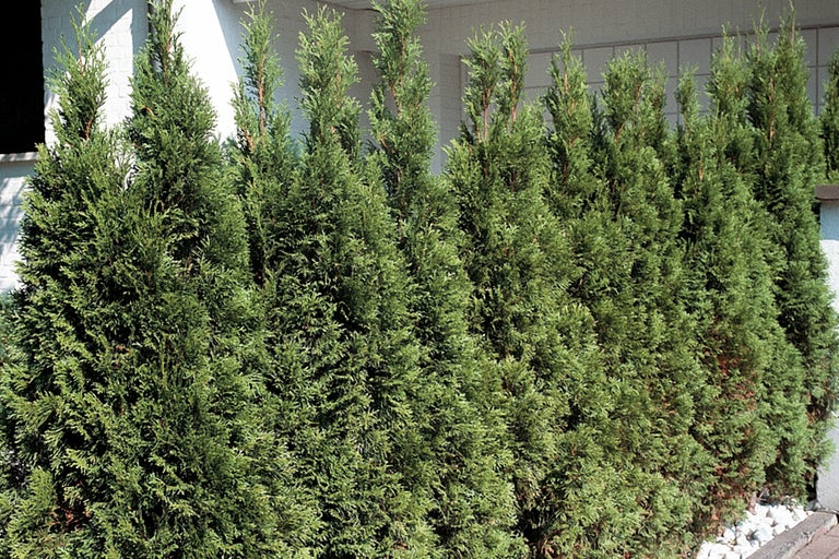 Reihe von Lebensbäumen im Garten