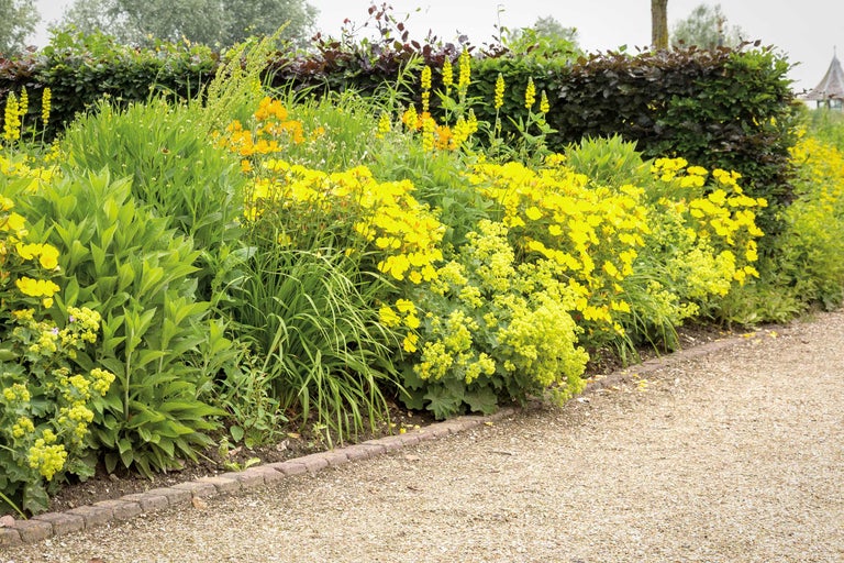 Garten mit gelben Blumen und grünen Pflanzen entlang eines Kieswegs