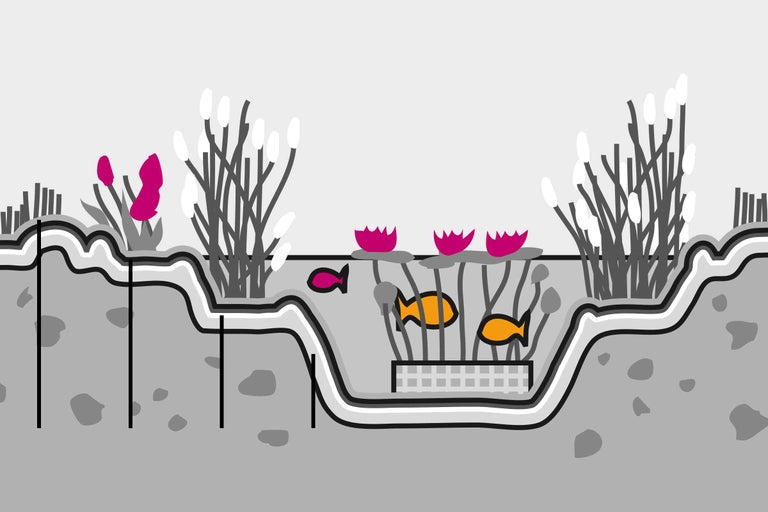 Illustration eines Teichs mit Pflanzen und Fischen
