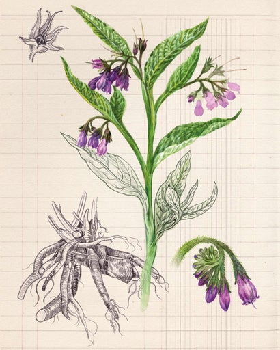 Illustration von Beinwellpflanze mit Blättern, Blüten und Wurzeln
