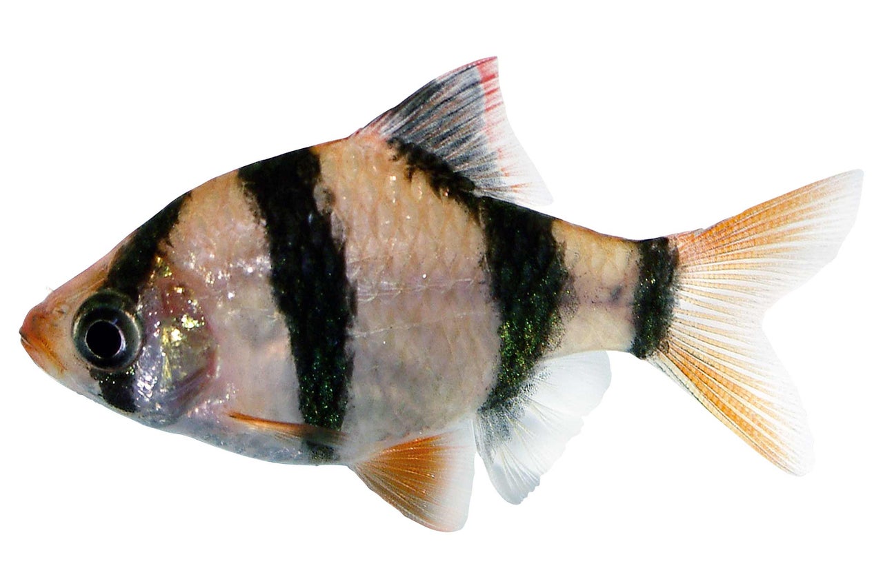 Sumatrabarbe
