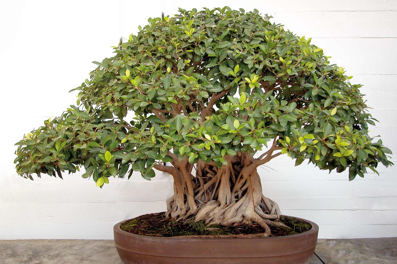 Bonsai Baum im Topf