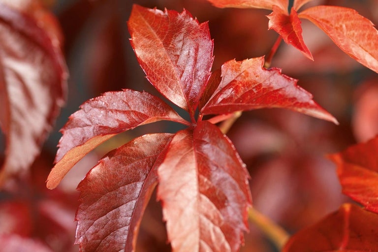 Nahaufnahme von Blättern des Echten Mauerweins im Herbst