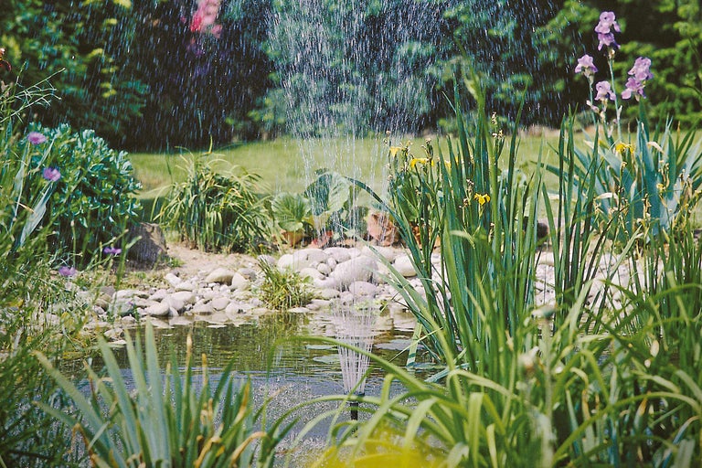Teich mit Springbrunnen und üppiger Uferbepflanzung im Garten