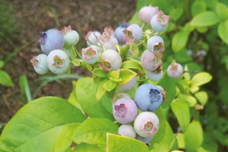 Nahaufnahme von Blaubeeren am Strauch