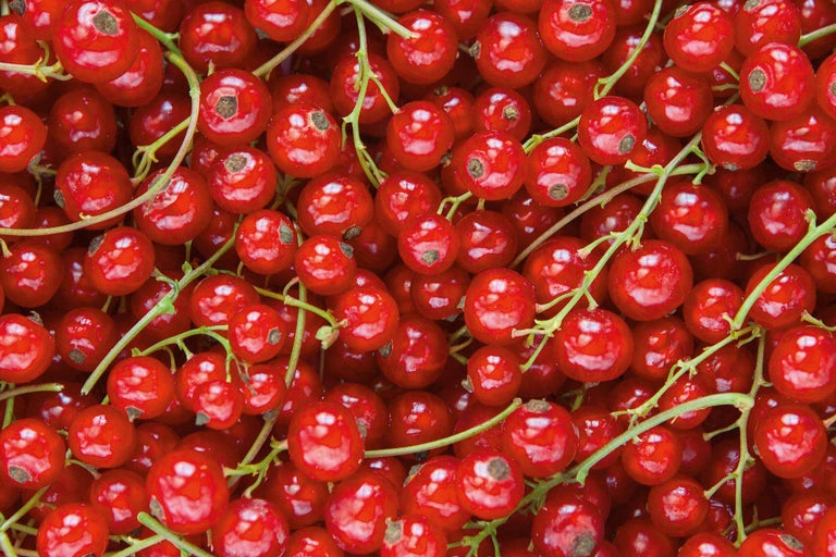 Nahaufnahme von roten Johannisbeeren