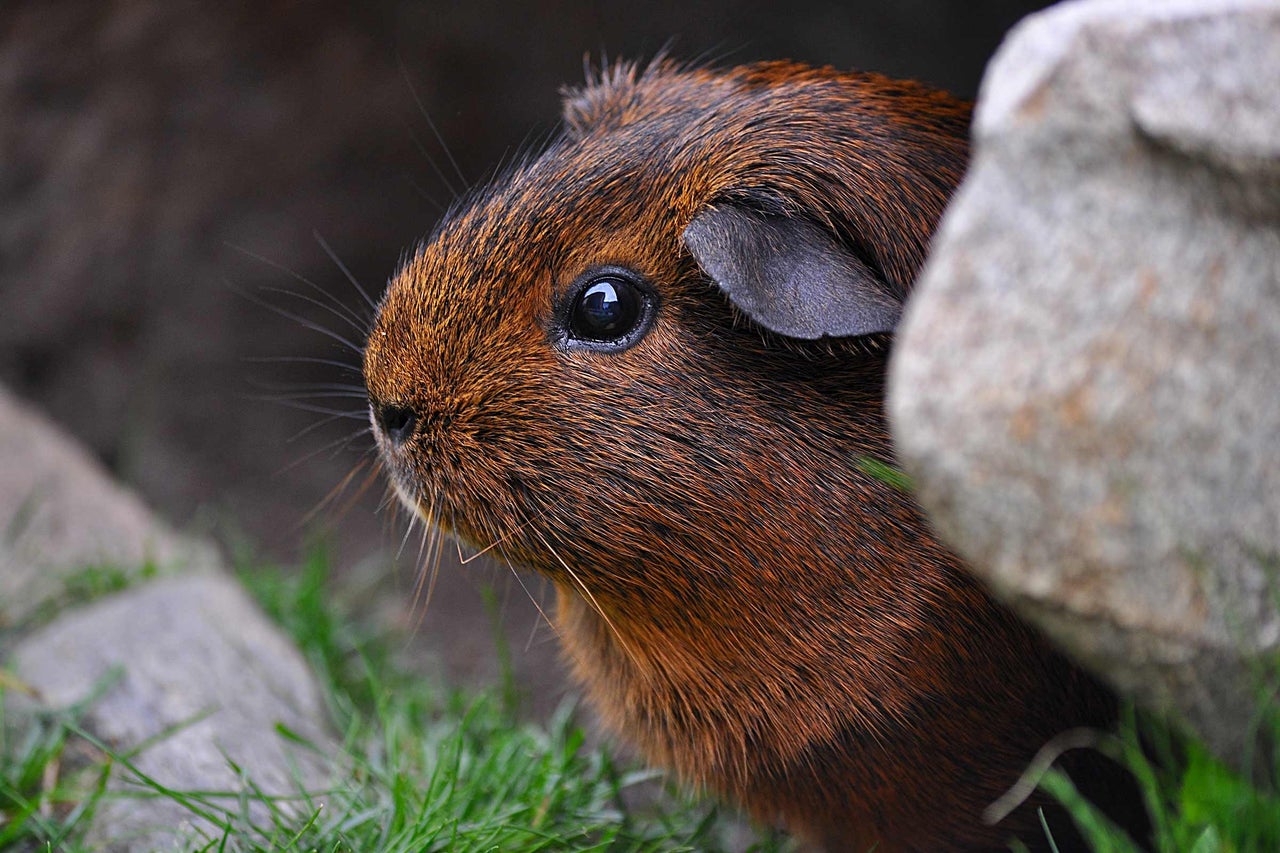 Nahaufnahme eines Meerschweinchens im Garten