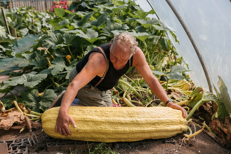 Mann kniet neben einem riesigen Gartenkürbis in einem Gewächshaus