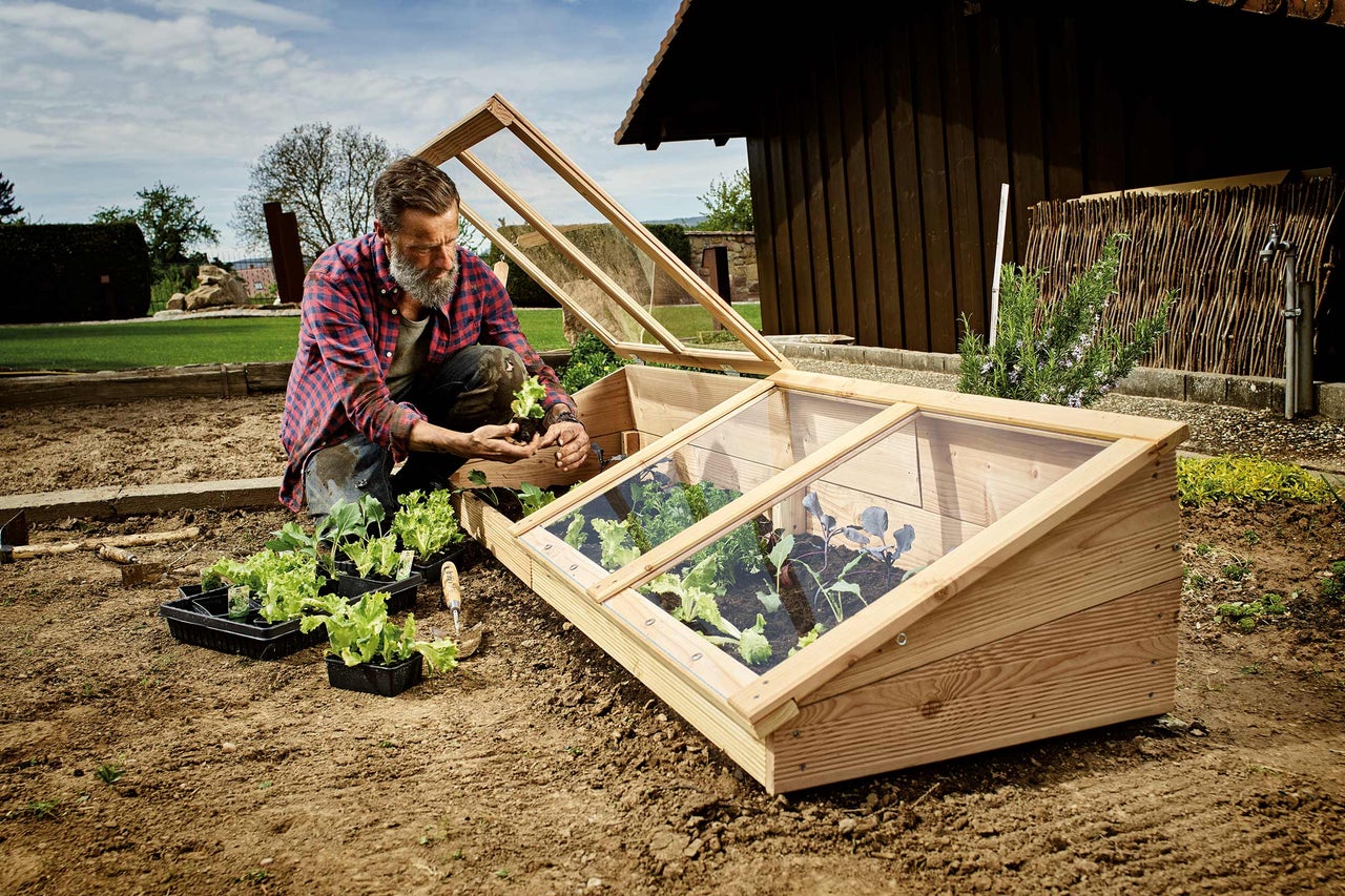 Mann pflanzt Setzlinge in ein Frühbeet aus Holz mit Fenster