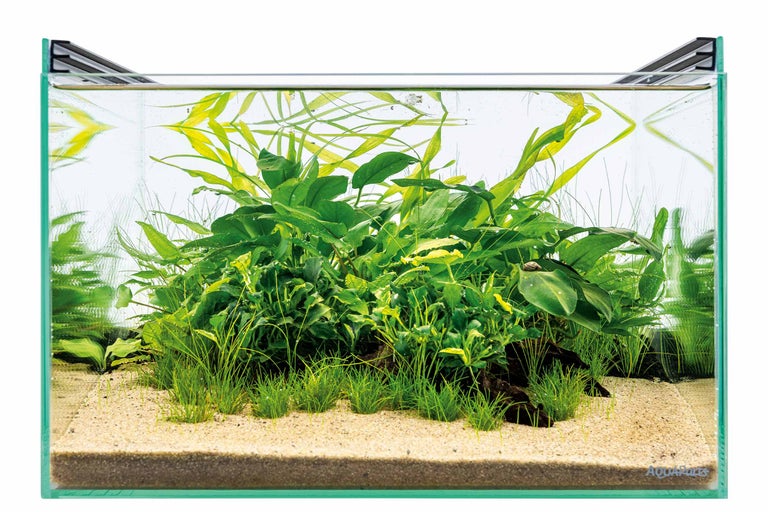 Eingerichtetes Aquarium mit Wasserpflanzen und Sandboden