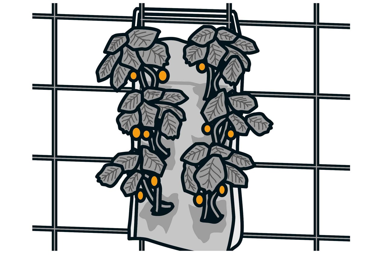 Illustration eines vertikalen Gartensacks mit Pflanzen und Früchten vor einem Gitter.