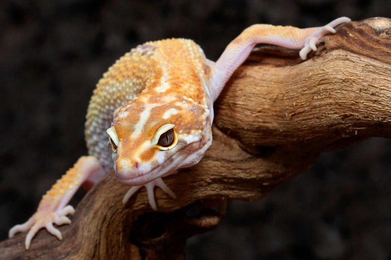 Leopardgecko auf einem Ast