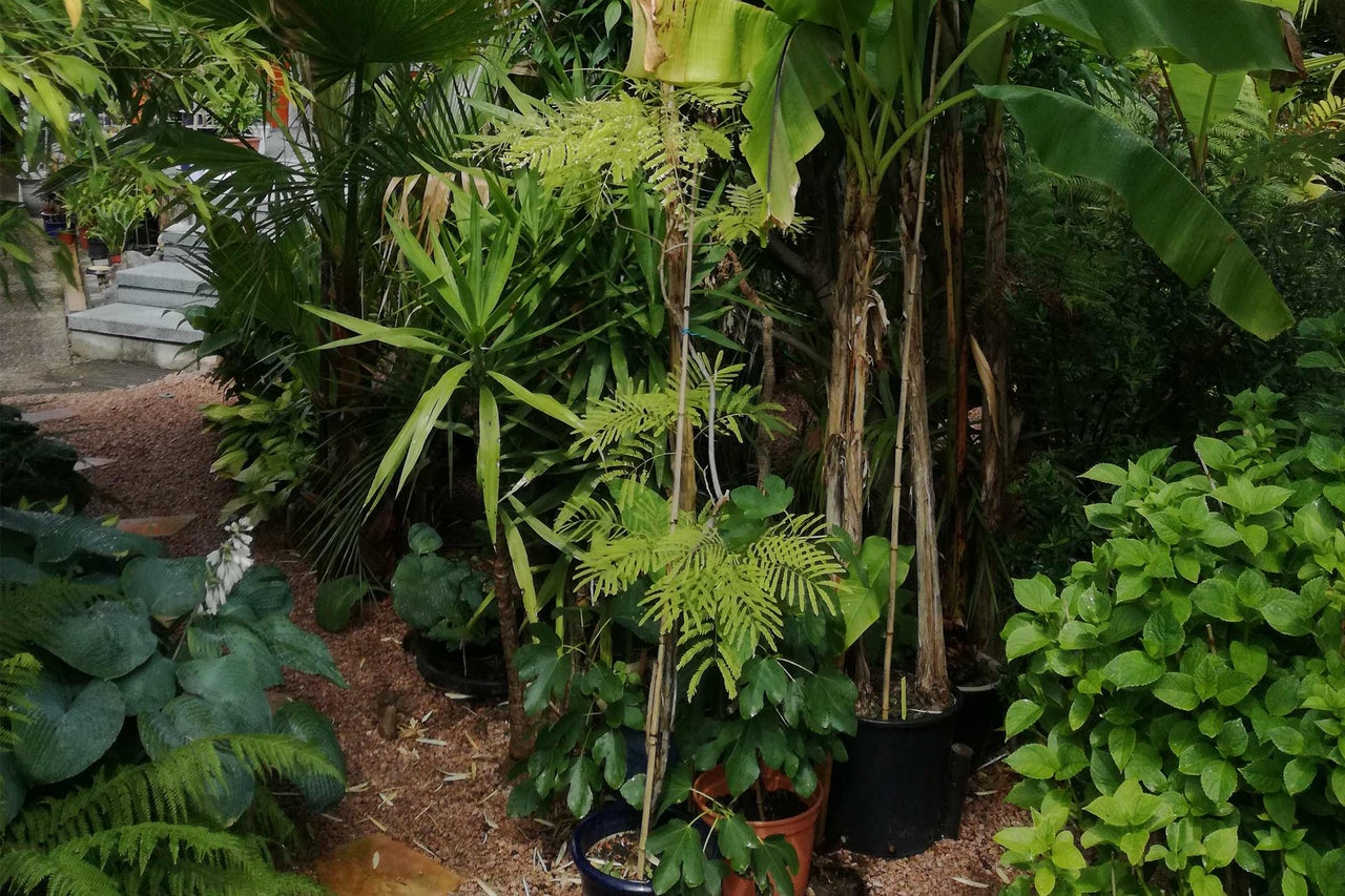 Gartenanlage mit verschiedenen Pflanzen, darunter Bananenstauden und Farnen in Töpfen.