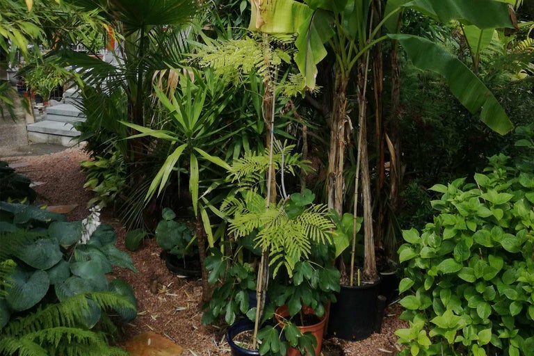Gartenanlage mit verschiedenen Pflanzen, darunter Bananenstauden und Farnen in Töpfen.