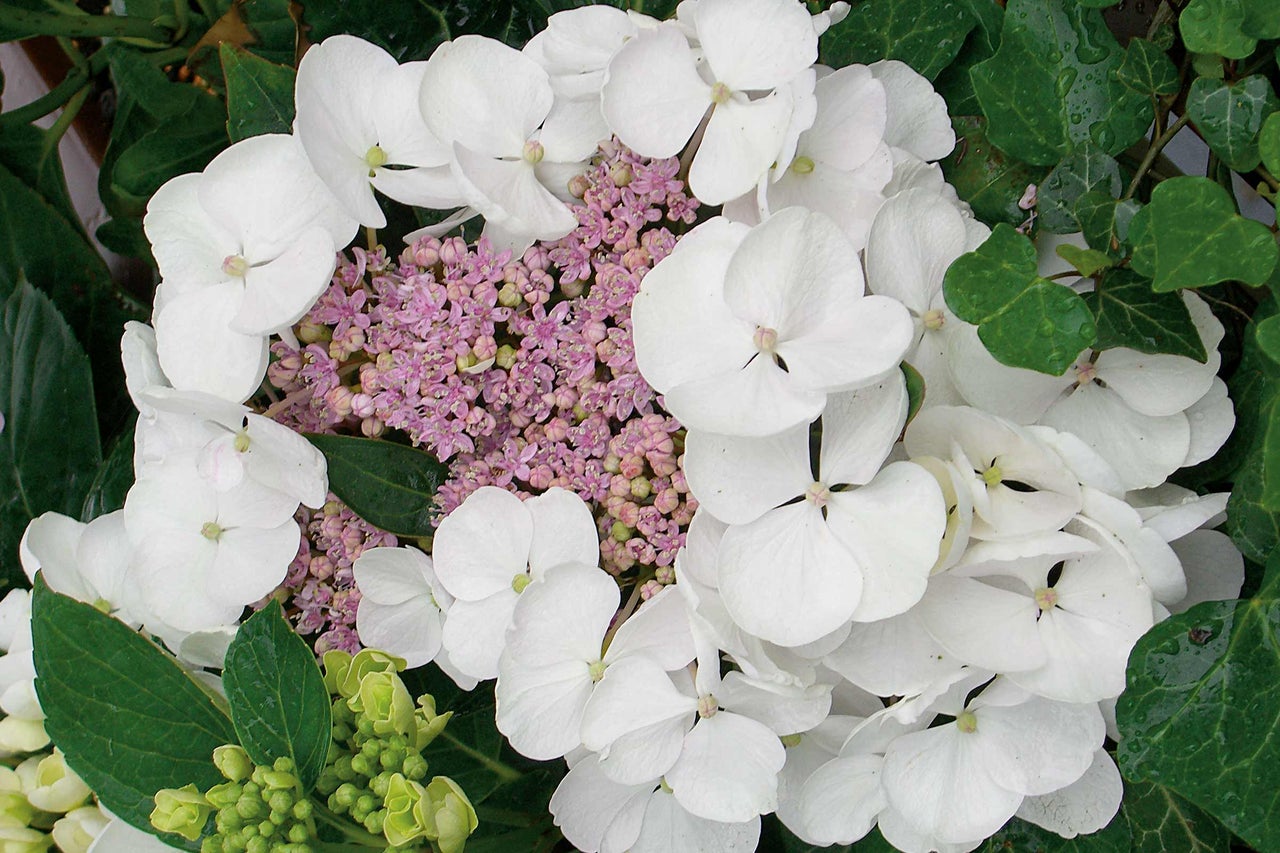 Nahaufnahme einer Tellerhortensie mit weißen Blüten und rosa Blütenständen