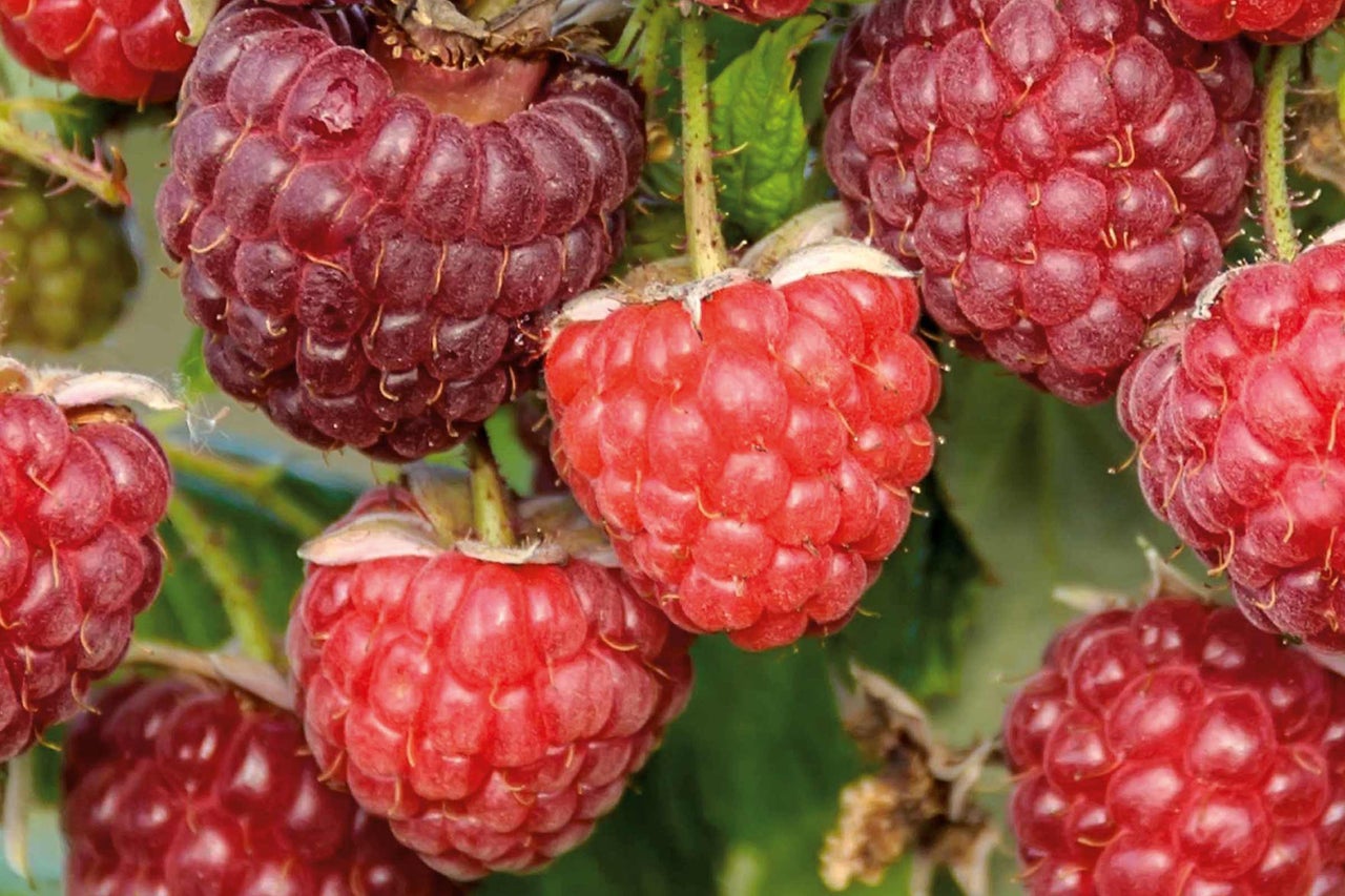 Nahaufnahme von Himbeeren an einem Strauch