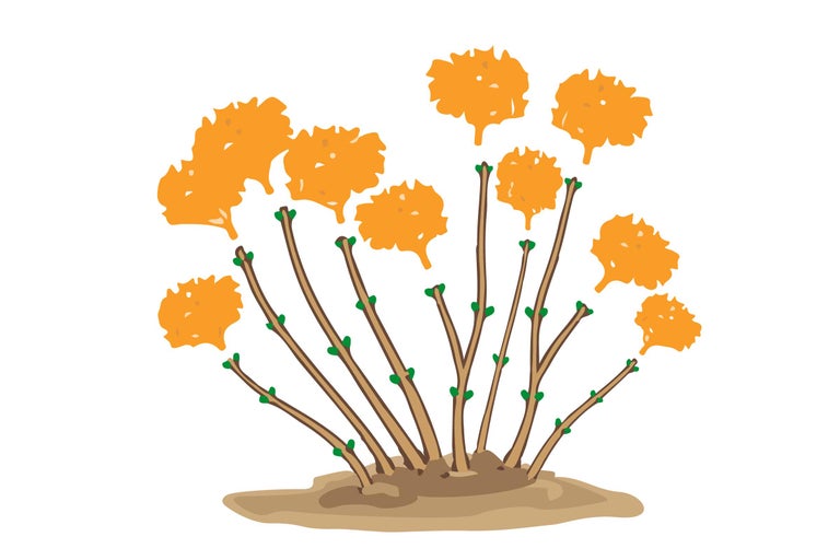 Illustration einer blühenden Hortensie mit Schnittmarkierungen unterhalb der Blüte