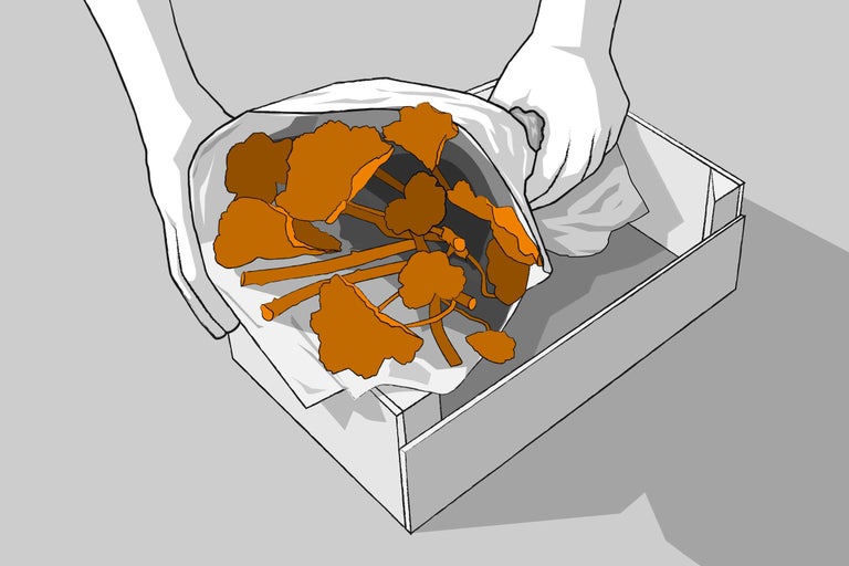 Illustration von zwei Händen, die Geranien in Zeitungspapier einwickeln und in eine Kiste legen