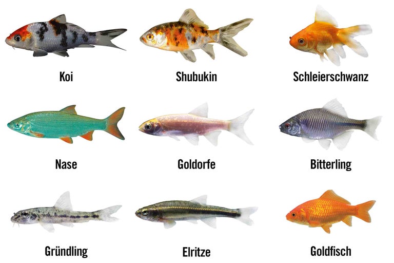 Abbildung verschiedener Fischarten wie Koi, Shubunkin, Schleierschwanz, Nase, Goldorfe, Bitterling, Gründling, Elritze und Goldfisch.