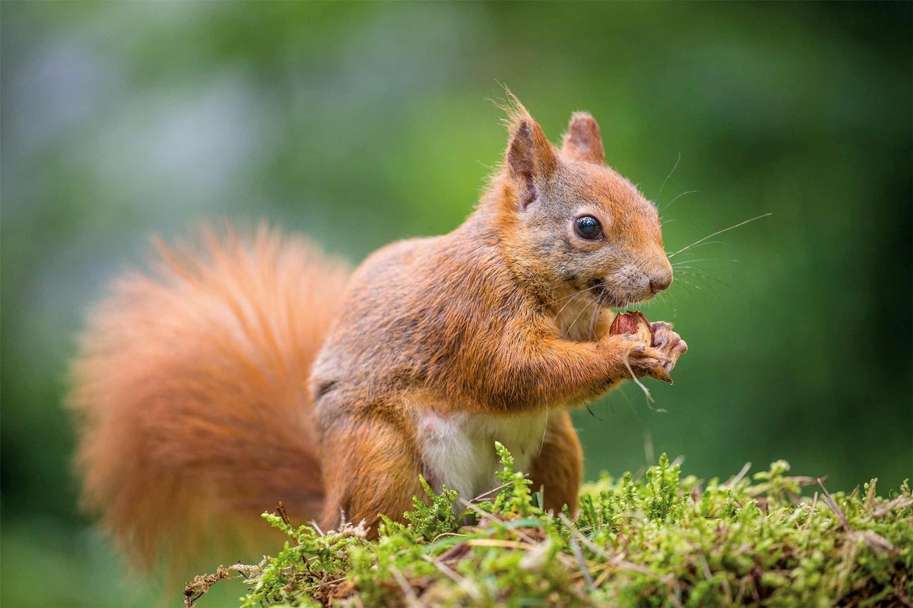 Eichhörnchen frisst eine Nuss