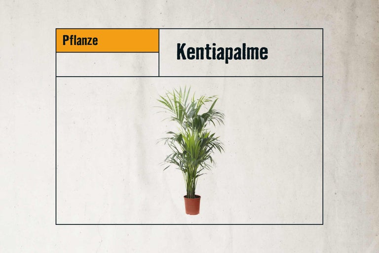 Kentia Palme im Topf