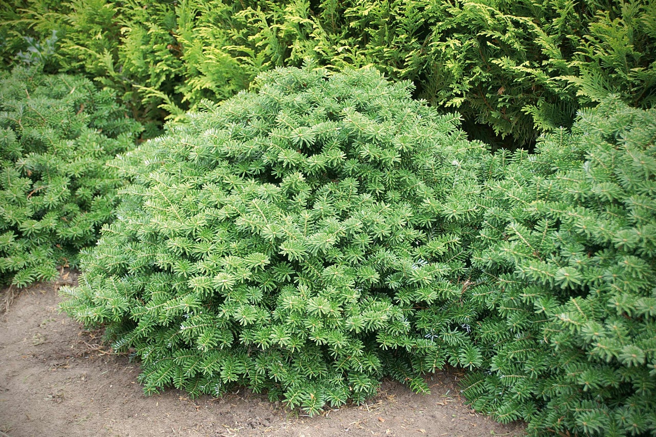 Kugelformige Zwerg-Koreatanne im Garten.