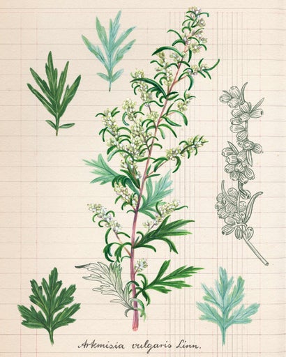 Illustration von Gemeinem Beifuss mit grünen Blättern und weißen Blüten