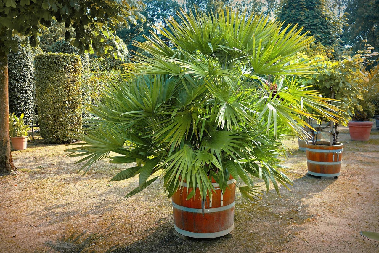 Chinesische Hanfpalme in einem Pflanzgefäß in Form eines Holzfasses