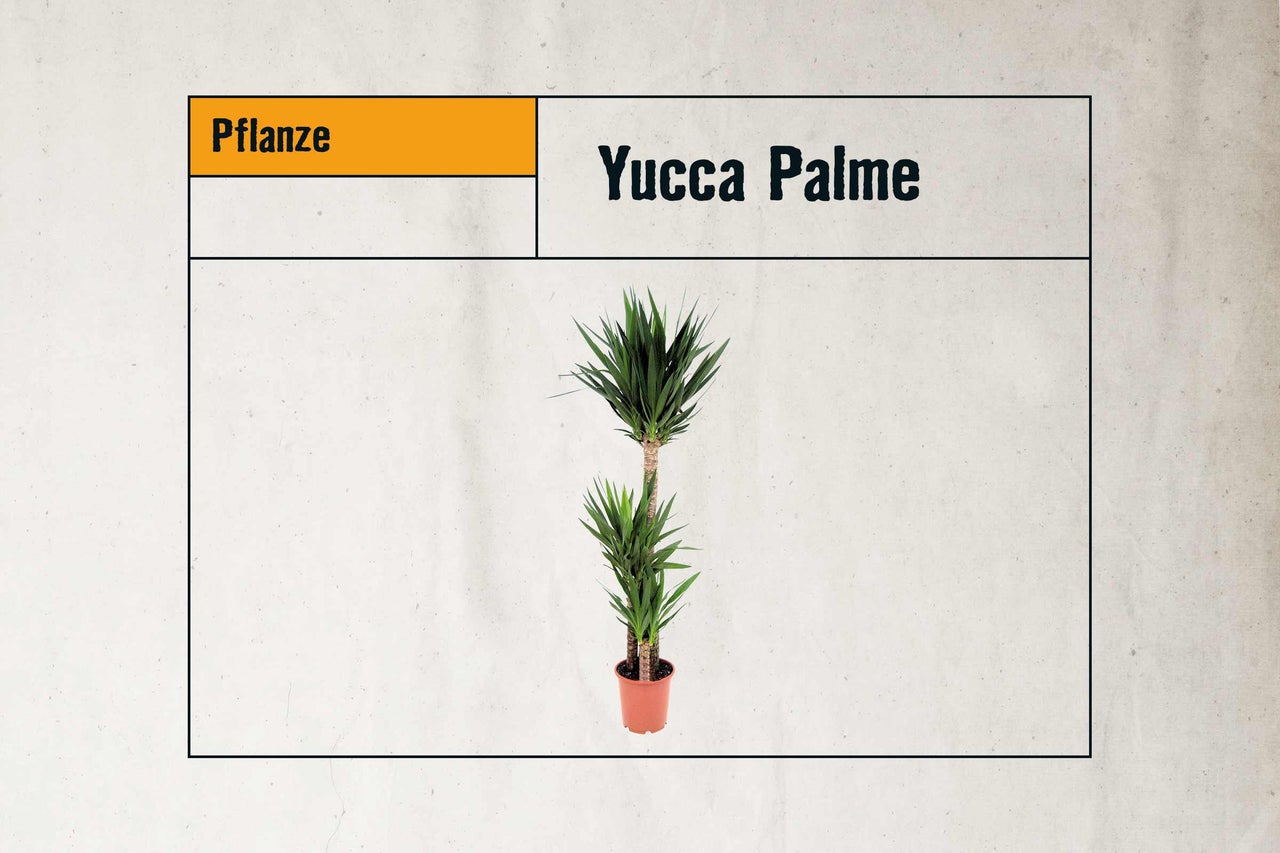 Yucca Palme im Topf für den Innenbereich