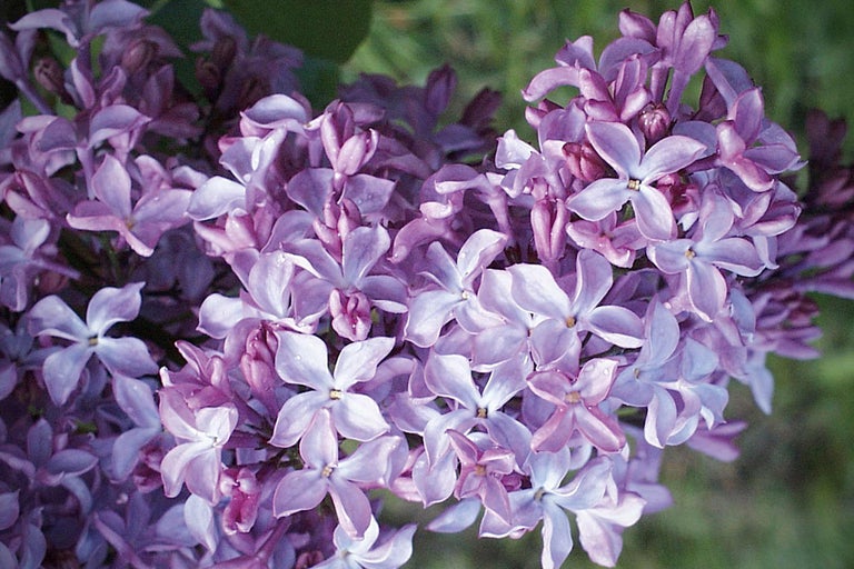 Nahaufnahme von Fliederblüten