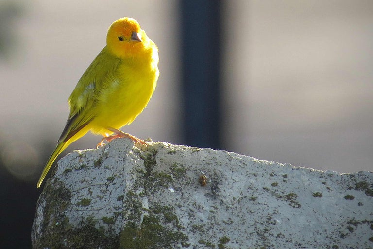 Kanarienvogel sitzt auf einem Stein