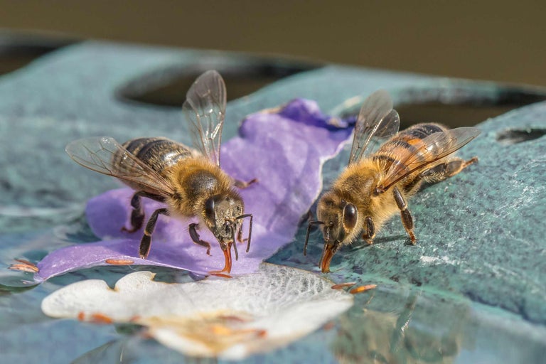 Zwei Bienen trinken Wasser von einer Blume in einem Wasserbecken