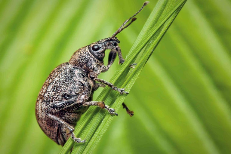 Ein Rüsselkäfer auf einem grünen Blatt