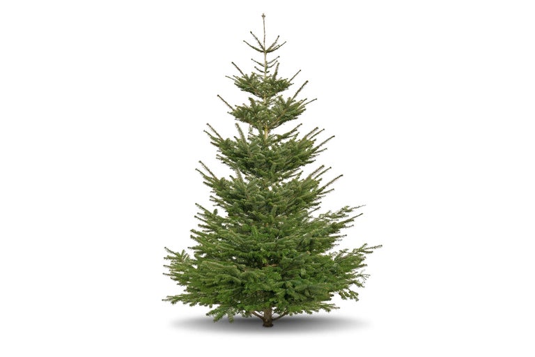 Nordmanntanne als Weihnachtsbaum