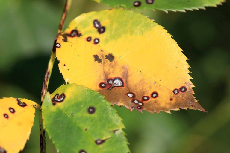 Blätter mit Pilzbefall