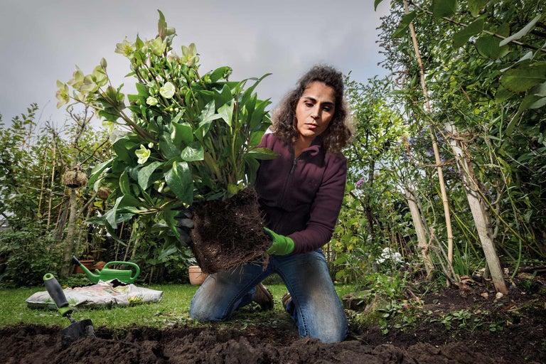 Frau pflanzt Nieswurz im Garten.