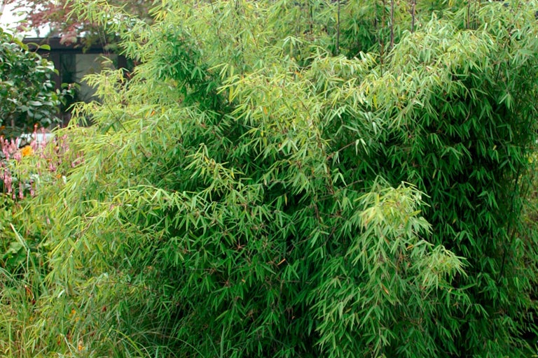 Bambus Pflanze im Garten