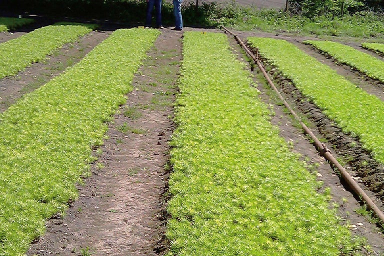 Feld mit Setzlingen in Reihenanordnung und Bewässerungssystem