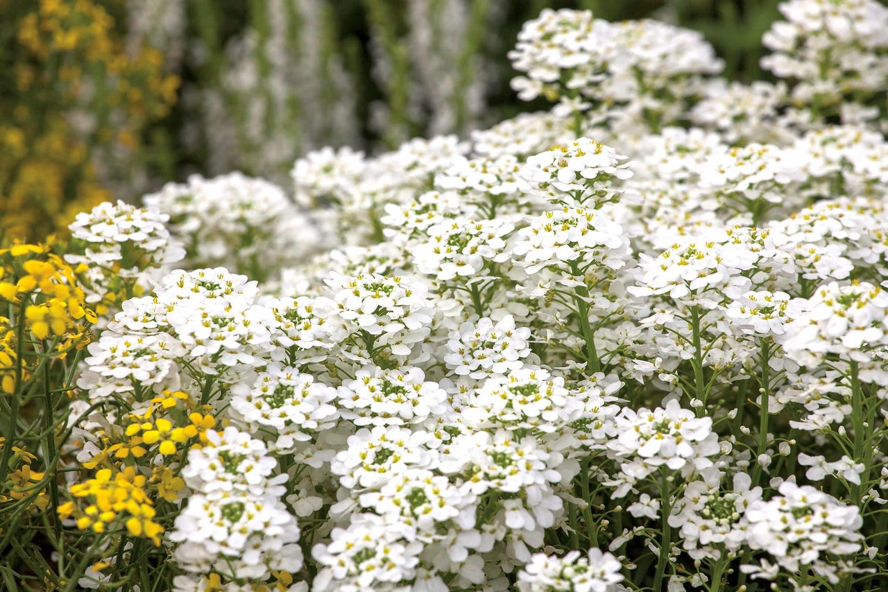 Nahaufnahme von Schleifenblumen mit weißen Blüten