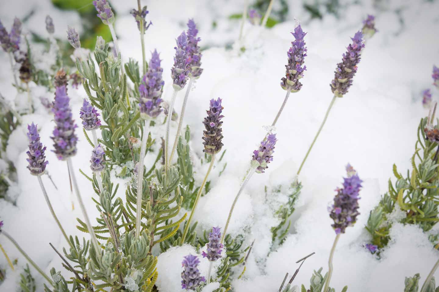 Lavendel Pflanzen bedeckt mit Schnee.