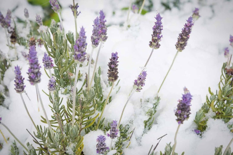 Lavendel überwintern