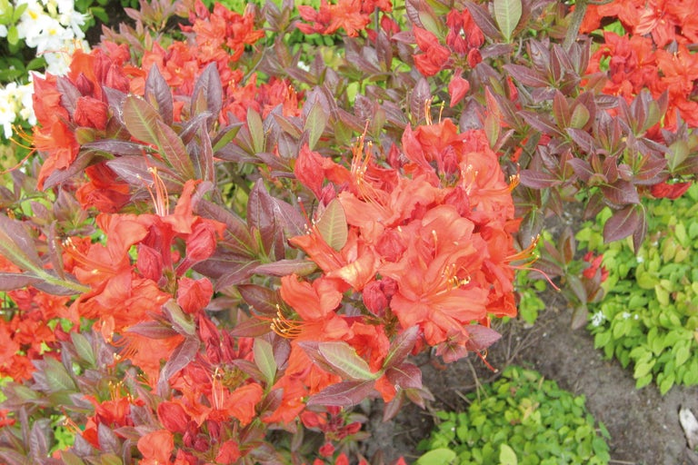 Azaleenstrauch mit roten Blüten