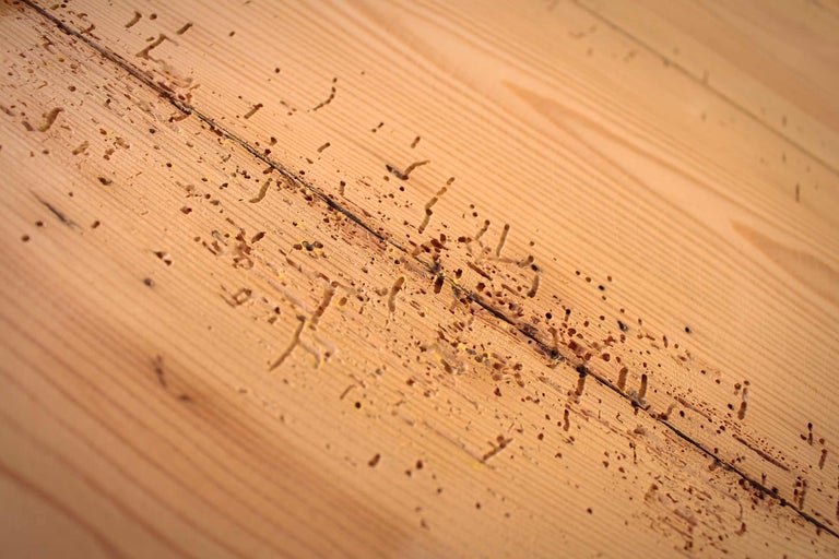 Holzwurm bekämpfen