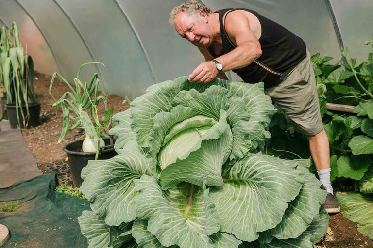 Ein Mann betrachtet einen riesigen Kohlkopf in einem Gewächshaus. Im Hintergrund sind weitere Pflanzen zu sehen.